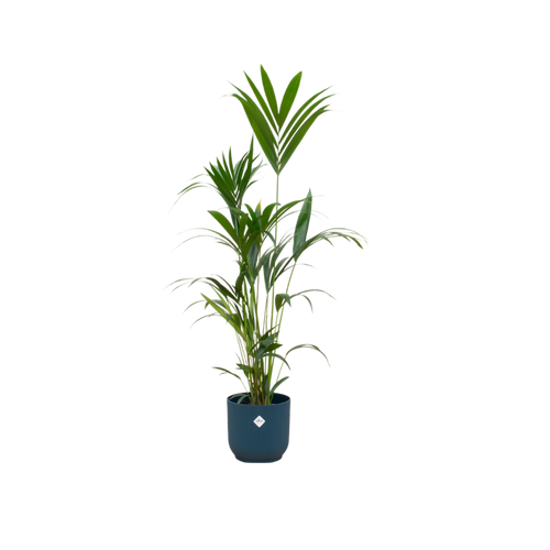 Trendyplants - Kentia palm inclusief elho Vibes Fold Round blauw - 160 cm - Ø30cm - vtwonen shop