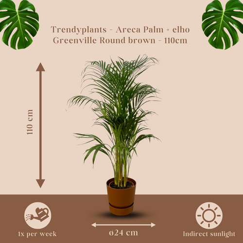 Trendyplants - Areca palm - ↨110cm - Ø21cm inclusief elho Greenville Round bruin Ø24cm x ↨23cm - vtwonen shop