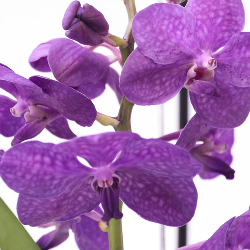 Plant in a Box Vanda Orchidee met decoratieve staander blauw - Hoogte 45-55cm - vtwonen shop
