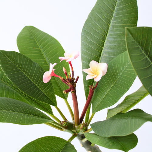 Plant in a Box bloeiende kamerplant Plumeria rubra Pink - hoogte 55-70cm - pot 17cm - vtwonen shop