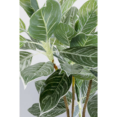 Kare Design Kunstplanten - Calathea - 140cm