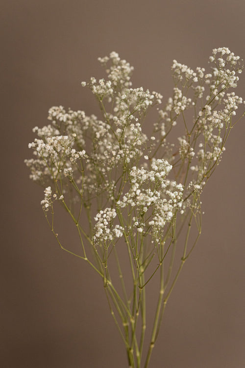 My Flowers.shop Natuurlijk wit gedroogd Gipskruid | Witte Gypsophila droogbloemen |  Lengte ± 60 cm | Per bos van 5 takken - vtwonen shop