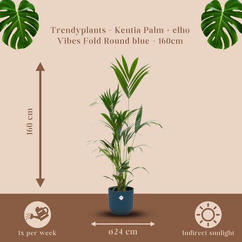 Trendyplants - Kentia palm inclusief elho Vibes Fold Round blauw - 160 cm - Ø30cm - vtwonen shop