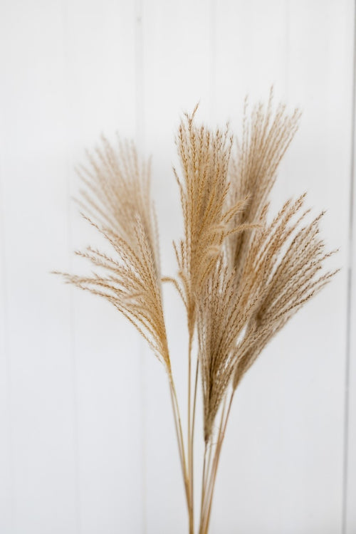 My Flowers.shop Gedroogde Miscanthus 10 stuks natuurlijk - vtwonen shop