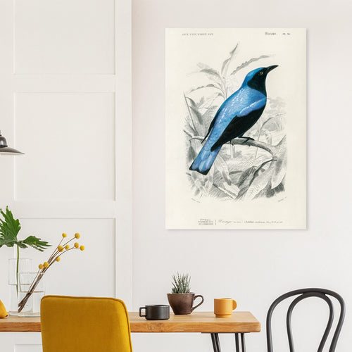 Artfulprints  Charles Dessalines d'Orbigny - Square-tailed drongo (Edoius caerulescens)   poster 50x70 cm - vtwonen shop