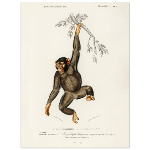 Artfulprints  Charles Dessalines d'Orbigny - Chimpangze (troglodyte chimpanze)   poster 30x40 cm - vtwonen shop