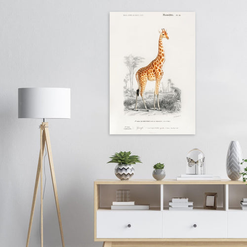 Artfulprints  Charles Dessalines d'Orbigny - Giraffe (giraffa camelopardalis)   poster 50x70 cm - vtwonen shop