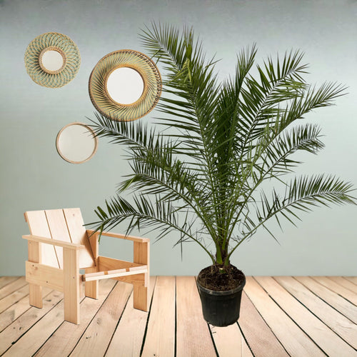 Trendyplants - Phoenix Canariensis - Hoogte 280-320 cm - Dadelpalm - Winterhard - Potmaat Ø40cm - vtwonen shop