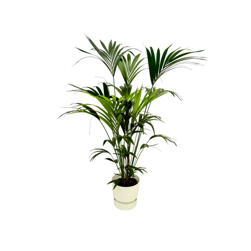 Trendyplants - Kentia palm inclusief elho Greenville Round wit - 160 cm - Ø30cm - vtwonen shop