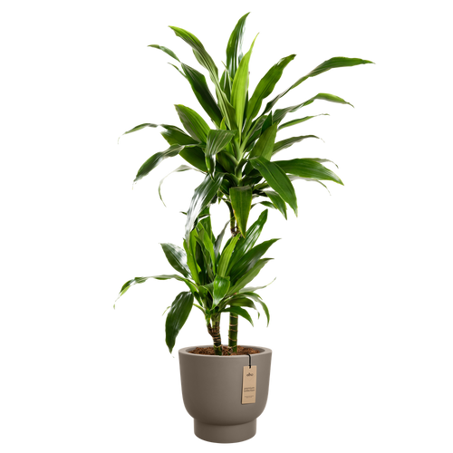 elho amber grail 30 burnt umber | Bloempot |Premium statementdesign