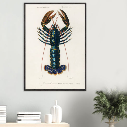 Artfulprints Poster Charles Dessalines d'Orbigny - Crimson crawfish (palemon ornatum)   - 50x70 cm - Blauw
