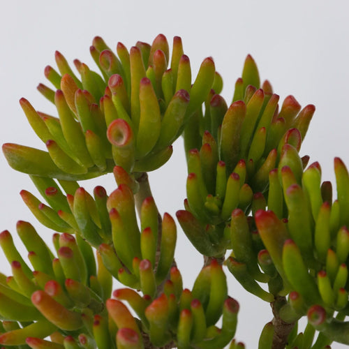 Plant in a Box succulent Crassula Ovata Hobbit - hoogte 45-50cm - pot 23cm - vtwonen shop