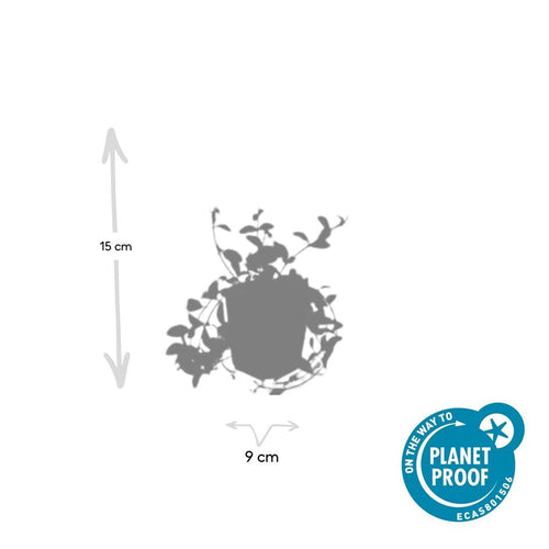 Trendyplants - Vinca minor 'Aureovariegata' - 24 stuks - Maagdenpalm - Winterhard - Hoogte 10-30 cm - Potmaat Ø9cm - vtwonen shop