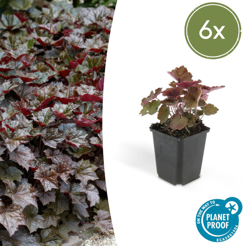 Trendyplants - Heuchera micrantha 'Palace Purple' - 6 stuks - Purperklokje - Winterhard - Hoogte 20-30 cm - Potmaat Ø9cm - vtwonen shop