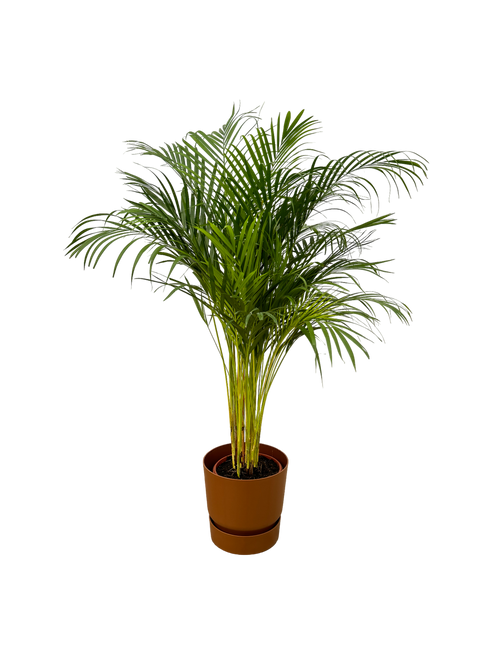 Trendyplants - Areca palm - ↨130cm - Ø24cm inclusief elho Greenville Round bruin Ø30cm x ↨28cm - vtwonen shop