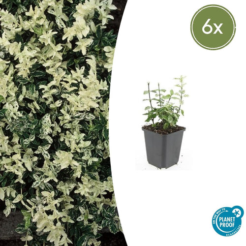 Trendyplants - Euonymus fort. 'Harlequin' - 6 stuks - Kardinaalshoed - Winterhard - Hoogte 10-30 cm - Potmaat Ø9 cm - vtwonen shop