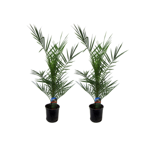 Trendyplants - 2x Phoenix Canariensis - Dadelpalm - Winterhard - Tuinplant - Hoogte 70-90 cm - Potmaat Ø15cm - vtwonen shop