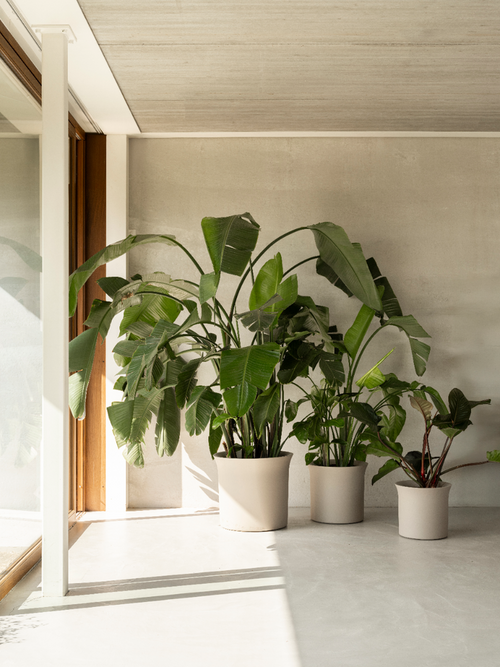 elho june tulip 58 balanced beige | Bloempot |Premium statementdesign