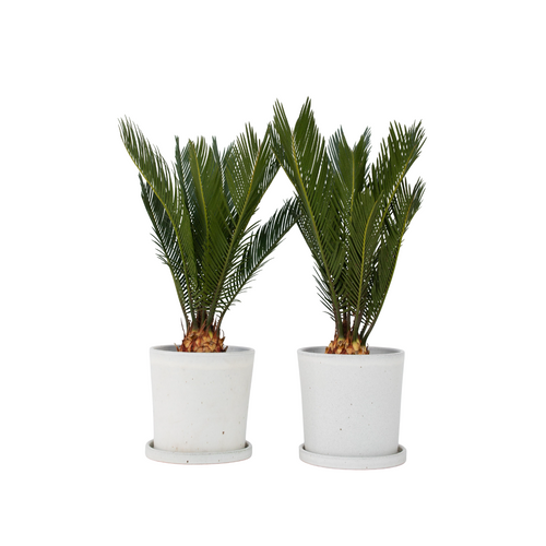 Plant in a Box palm - Set van 2 Cycas Revoluta - hoogte 45-60cm - pot 15cm - vtwonen shop