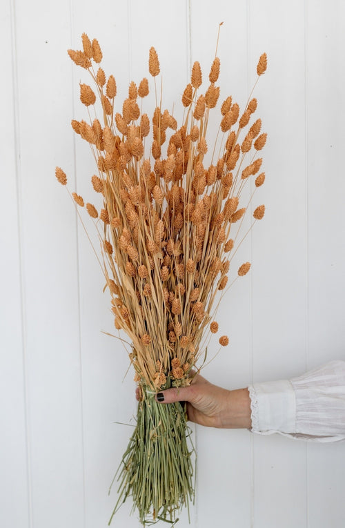 My Flowers.shop Zalmkleurig gedroogd Kanariegras | Zalmkleurige Phalaris droogbloemen | Lengte ± 65 cm | Per bos - vtwonen shop