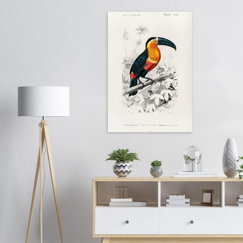 Artfulprints  Charles Dessalines d'Orbigny - Toucan (ramphastos)   poster A4 21x29.7 cm - vtwonen shop