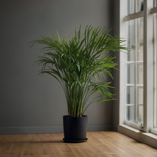 Plant in a Box Dypsis Lutescens - Areca - Goudpalm - Kamerplant - Pot 21cm - Hoogte 100-120cm - vtwonen shop