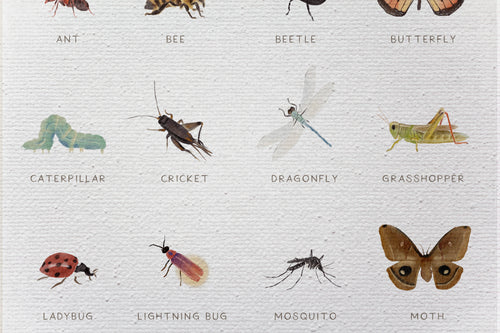 Canvas 60x40 Afdruk Insecten