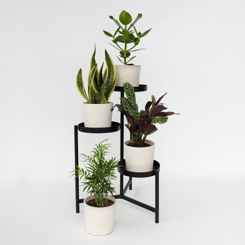 Plant in a Box Oersterke Kamerplanten - Mix van 4 - Pot 12cm - Hoogte 25-40cm - vtwonen shop