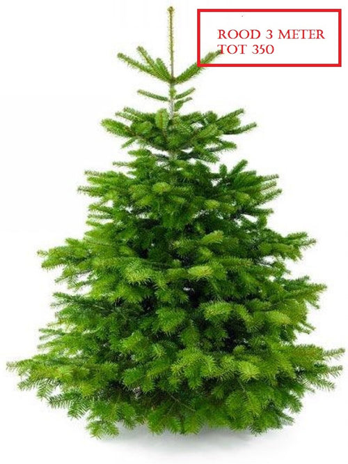 Furnilux Plant&More - Nordmann Kerstboom 300 - 350 cm - Zonder Kluit + Garantie certificaat - vtwonen shop