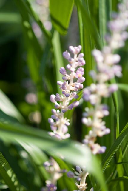 Trendyplants - Liriope muscari 'Monroe White' - 6 stuks - Leliegras - Winterhard - Hoogte 10-30 cm - Potmaat Ø9cm - vtwonen shop