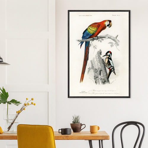 Artfulprints Poster Charles Dessalines d'Orbigny - Different types of birds   - 50x70 cm - Meerkleurig