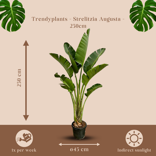 Trendyplants - Strelitzia Augusta - Paradijsvogelbloem - Kamerplant - Hoogte 240-260 cm - Potmaat Ø45cm - vtwonen shop