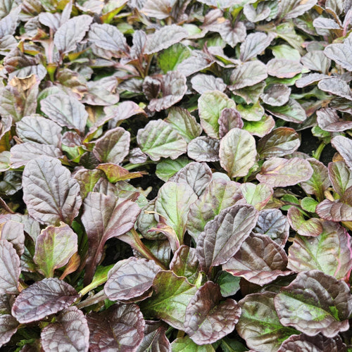 Trendyplants - Ajuga reptans - 40 stuks - Kruipend zenegroen - Winterhard - Hoogte 10-25cm - Potmaat Ø9cm - vtwonen shop