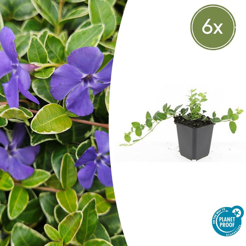 Trendyplants - Vinca minor 'Argenteovariegata' - 6 stuks - Maagdenpalm - Winterhard - Hoogte 10-30 cm - Potmaat Ø9cm - vtwonen shop