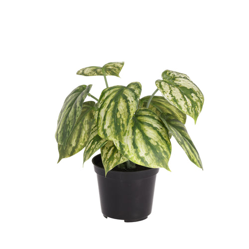 Maxifleur Peperomia Gold Dust kunstplant 20cm in kweekpot
