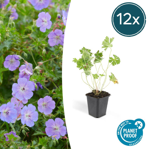 Trendyplants - Geranium Rozanne - 12 stuks - Ooievaarsbek - Hoogte 20-30cm - Potmaat Ø9cm - vtwonen shop