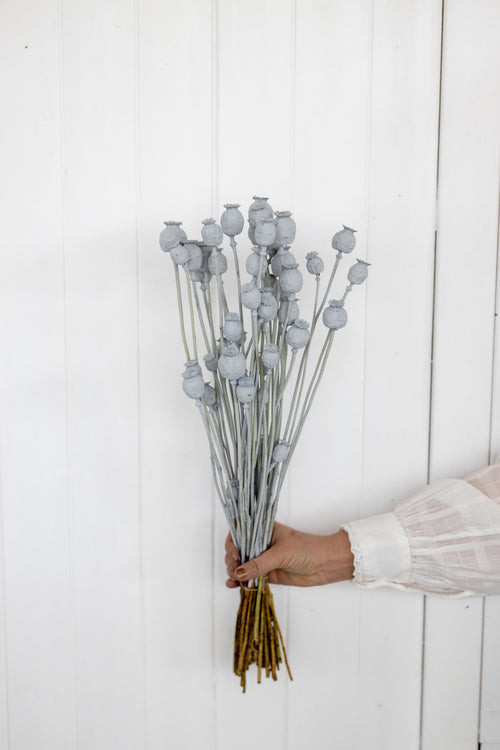 My Flowers.shop Grey Misty gedroogde Slaapbol | Grey Misty Papaver Somniferum droogbloemen | Lengte ± 65 centimeter | Per bos - vtwonen shop