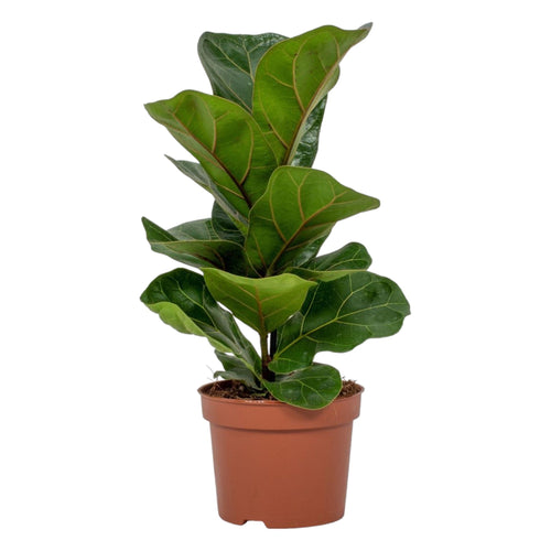 Trendyplants - Ficus Lyrata Bambino - Tabaksplant - Kamerplant - Hoogte 20-40 cm - Potmaat Ø12cm - vtwonen shop