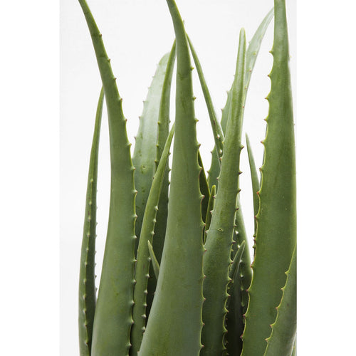 Kare Design Kunstplanten - aloe - 69cm - vtwonen shop