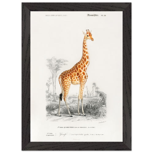 Artfulprints Poster met Lijst Charles Dessalines d'Orbigny - Giraffe (giraffa camelopardalis)   - A4 21x29.7 cm - Oranje