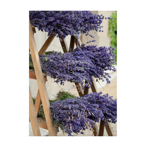 Art for the Home Buitencanvas - Gedroogde Lavendel - 70x50cm