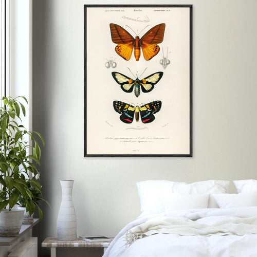 Artfulprints Poster Charles Dessalines d'Orbigny - Collection of moths   - 30x40 cm - Oranje