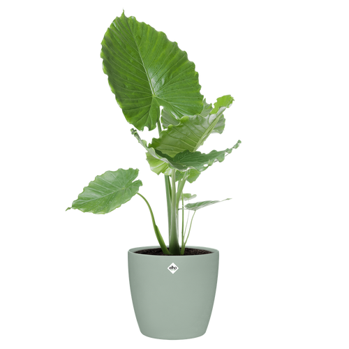 elho brussels rond wielen 47 sorbet groen | Bloempot | Geschikt voor binnen