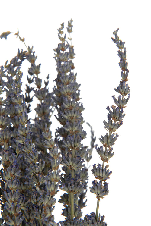 J-Line droogbloemen - Bundel Gedroogde Lavendel - riet - paars