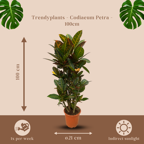 Trendyplants - Codiaeum Petra vertakt - Croton - Kamerplant - Hoogte 90-110 cm - Potmaat Ø21cm - vtwonen shop