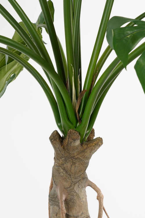 Mica Decorations Monstera Kunstplant - H135 x Ø100 cm - Groen