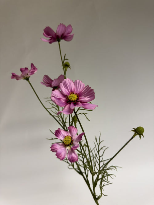 My Flowers.shop Roze cosmea zijden bloem | Lengte  72 centimeter | Per stuk - vtwonen shop