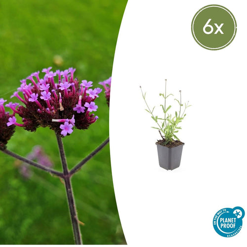 Trendyplants - Verbena bonariensis 'Lollipop' - 6 stuks - IJzerhard - Winterhard - Hoogte 10-30 cm - Potmaat Ø9cm - vtwonen shop