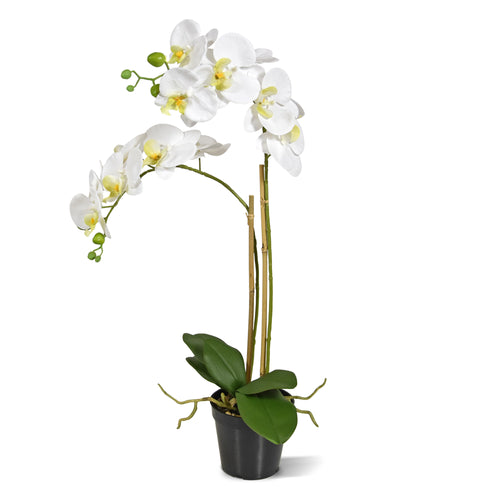 Maxifleur Phalaenopsis x2 in pot 65cm - wit