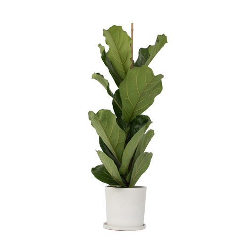 Plant in a Box Ficus Lyrata - Vioolbladplant - Tabaksplant - Pot 21cm - Hoogte 70-90cm - vtwonen shop